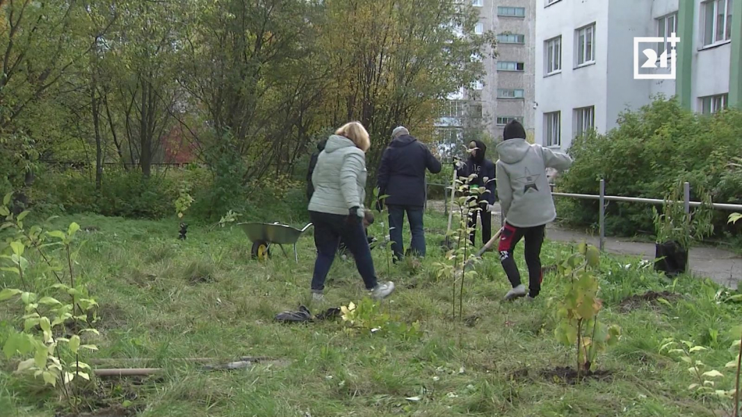 Черемуху, сирень и акацию посадили в Мурманске