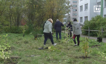 Черемуху, сирень и акацию посадили в Мурманске Черемуху, сирень и акацию посадили в Мурманске