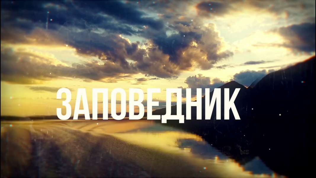 Заповедник: Заполярные цветы весны Заповедник: Заполярные цветы весны