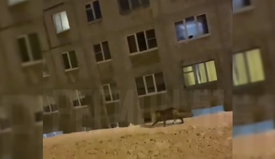Дикий зверь в черте города Лиса