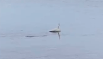 Лебеди