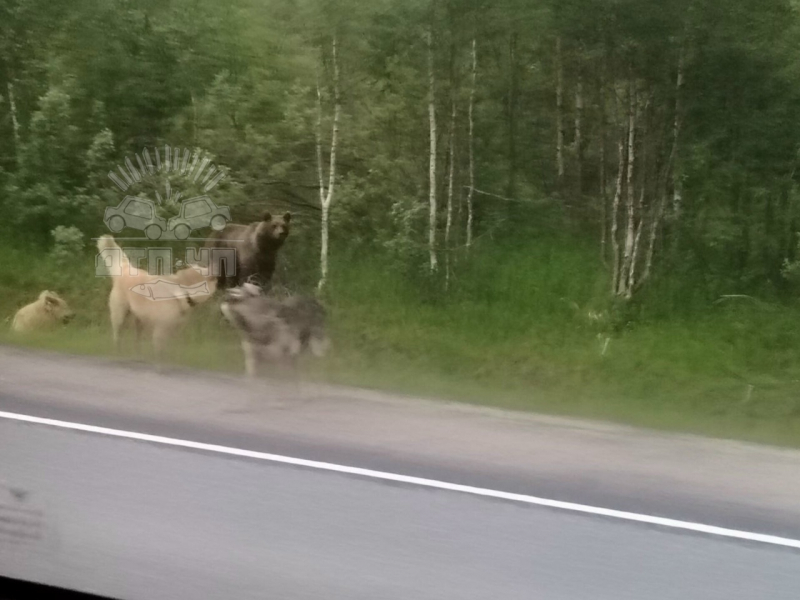 Медведь