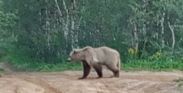 Медведь напугал северян в Мурманской области