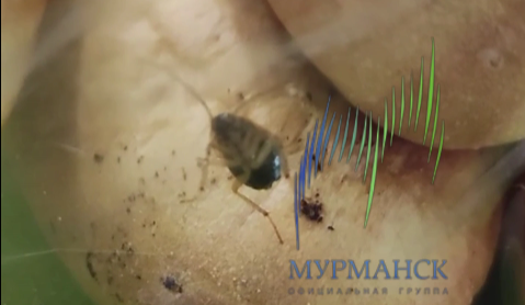 «Какая мерзость». Покупка в магазине крупной торговой сети в Мурманске шокировала северян Таракан