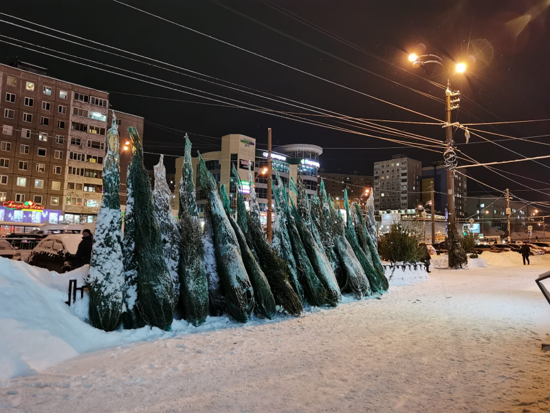 Живые или мертвые: в Мурманске начались елочные базары Елки