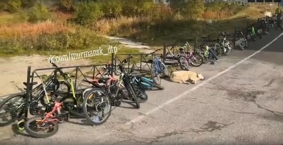 «Проблемы парковки начинаются со школьных лет» Велосипеды