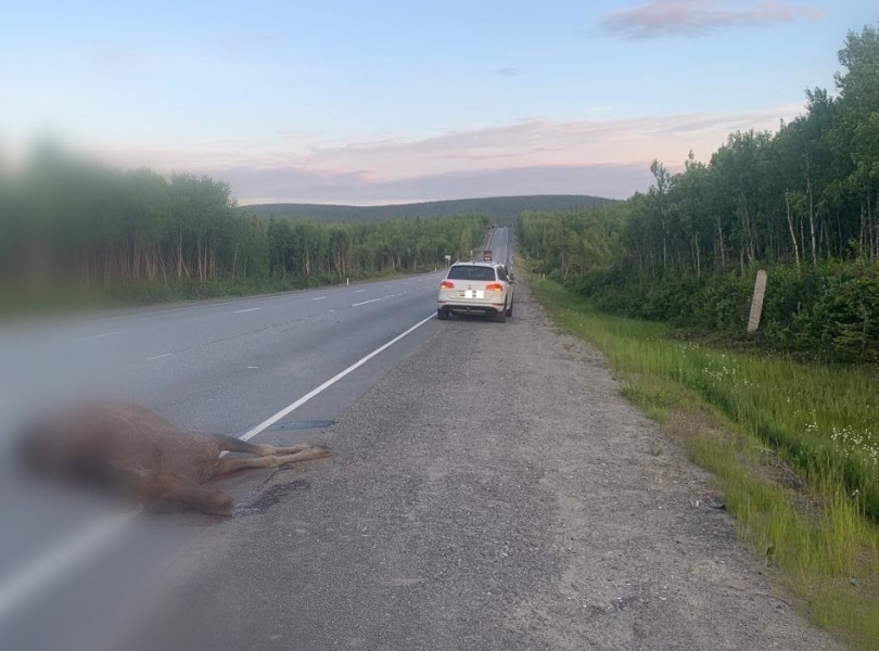 Лось