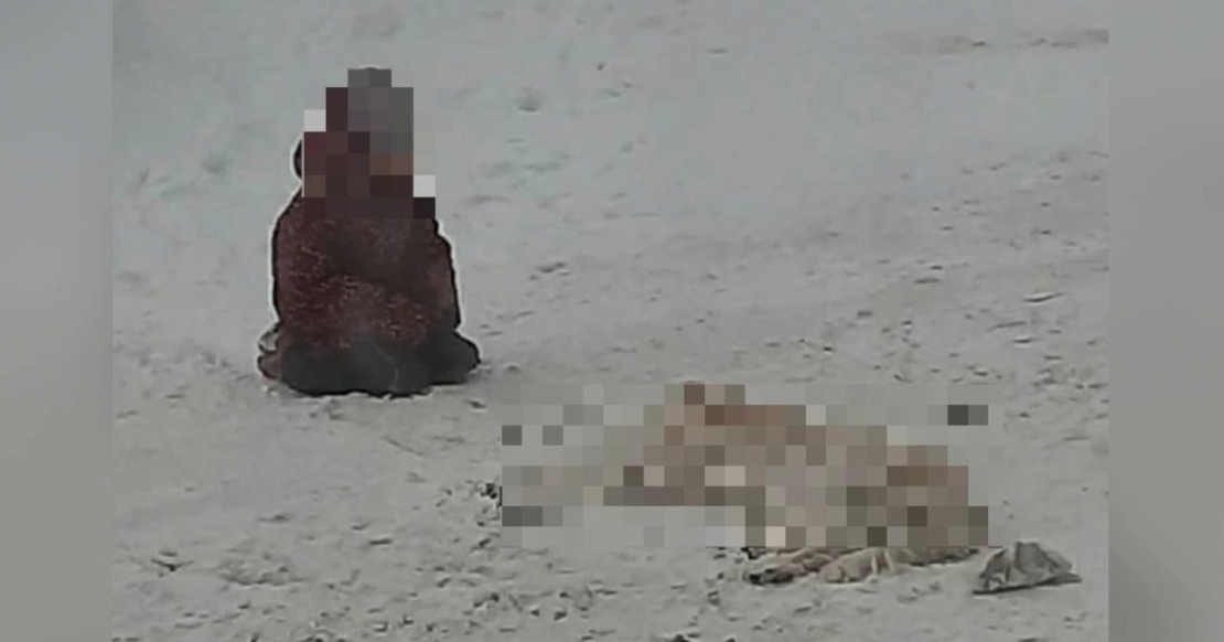 Сбившего собаку на глазах у детей водителя нашли в Мурманской области Собака