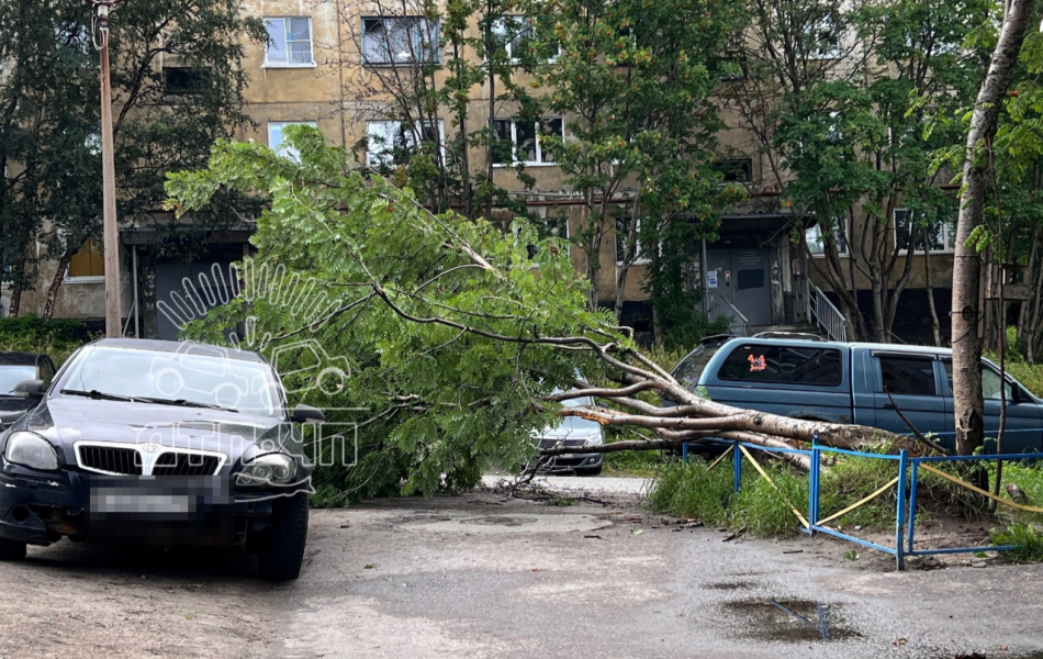 Дерево рухнуло на парковке в Мурманске Рухнуло дерево