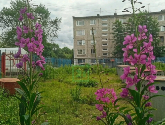 Фиолетовое лето наступило в Заполярье Иван чай