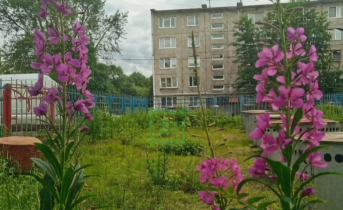 Фиолетовое лето наступило в Заполярье Иван чай