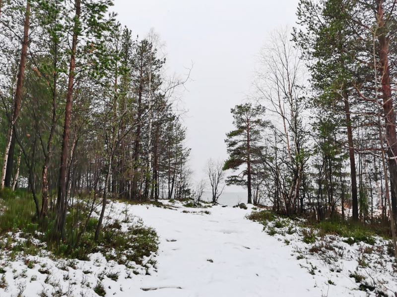 Огромный кролик поселился в городе в Мурманской области Лес