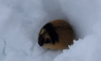 В Мурманской области встретили лемминга Лемминг