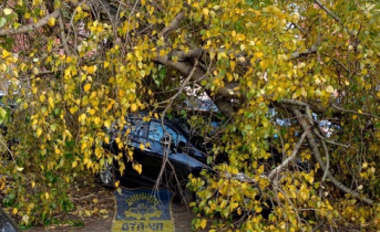 В Мурманске на припаркованную машину рухнуло дерево Дерево