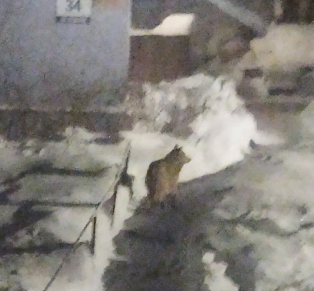 Волк