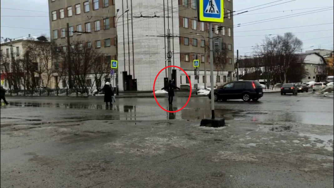 На оживленный перекресток в Мурманске вышел необычный регулировщик Пешеходы