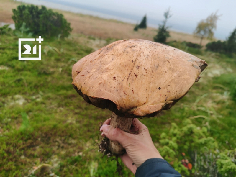 Грибная волна вернулась: что нашли северяне