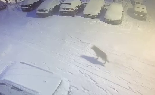 Волк