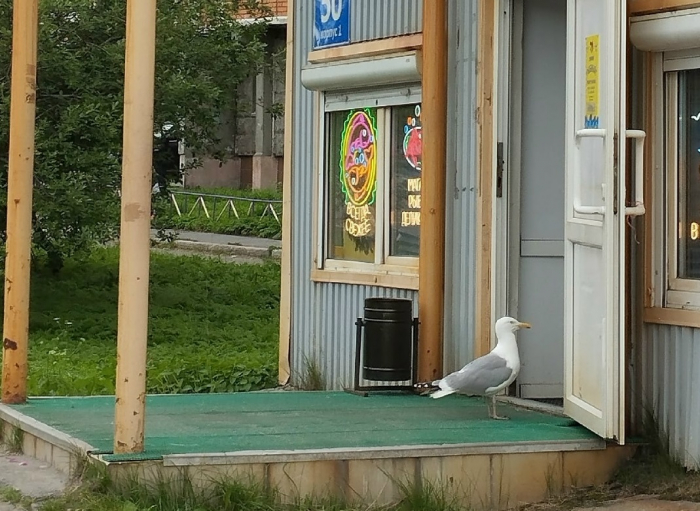 Забавную картину с необычным покупателем наблюдали в Мурманске Чайка