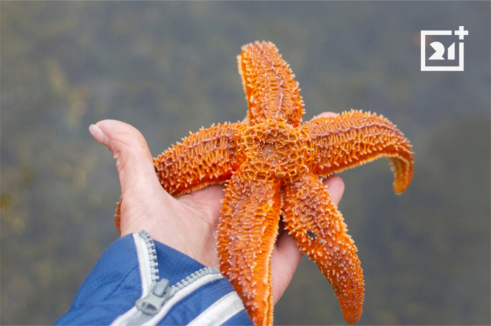 Берег в Мурманской области усыпан морскими звёздами ЗВезда