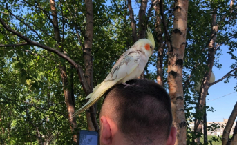 Попугай