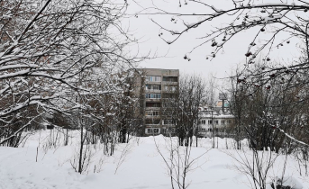 В Мурманске из окна 8 этажа выкинули собаку Многоэтажка