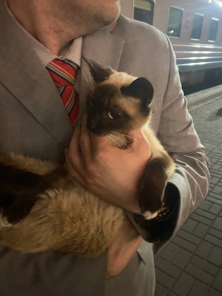 Кот-потеряшка Кот