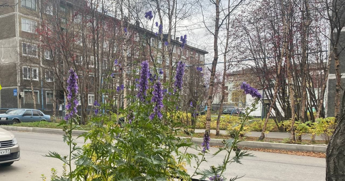 В мурманском дворе северянка нашла смертельно опасное растение Цветок