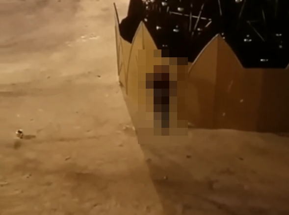 Возмутительный поступок юного северянина попал на видео Елка