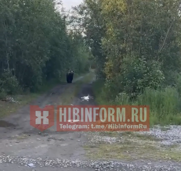 Опасный гость навестил северян в Мурманской области: видео Медведь