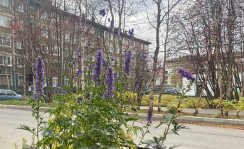 В мурманском дворе северянка нашла смертельно опасное растение Цветок