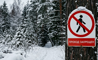 В Кировске 4 и 5 апреля введут временные ограничения Лес