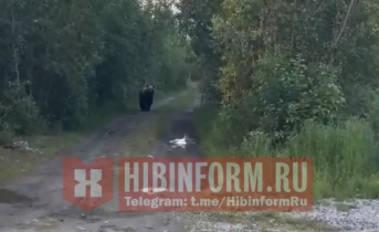 Опасный гость навестил северян в Мурманской области: видео Медведь