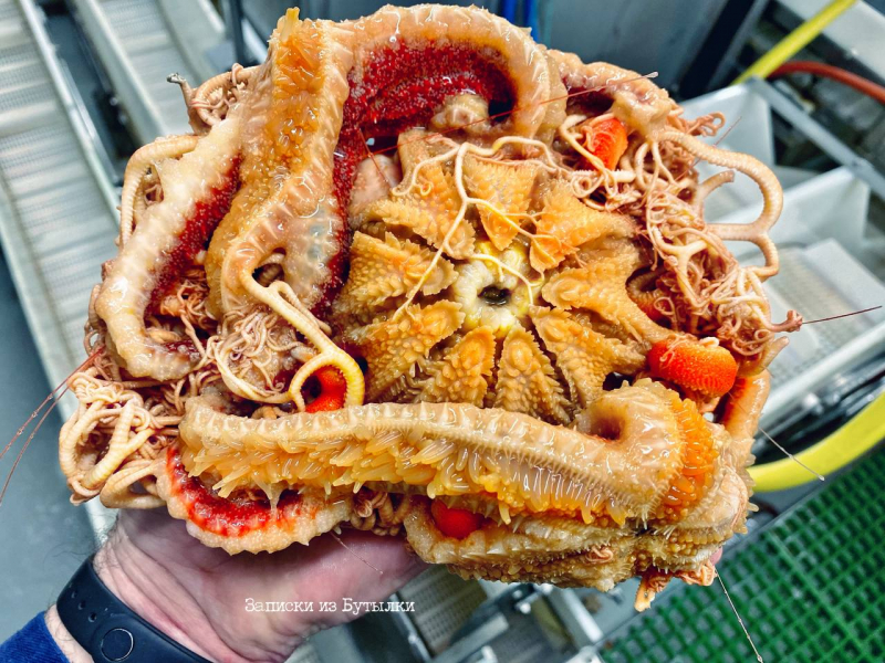 Морское чудо