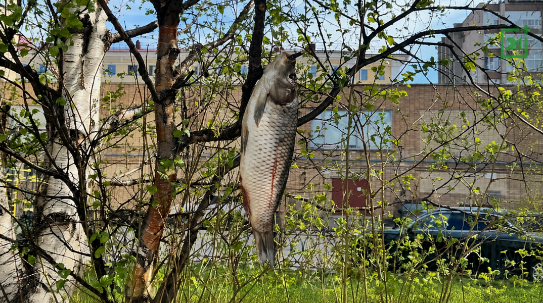рыба