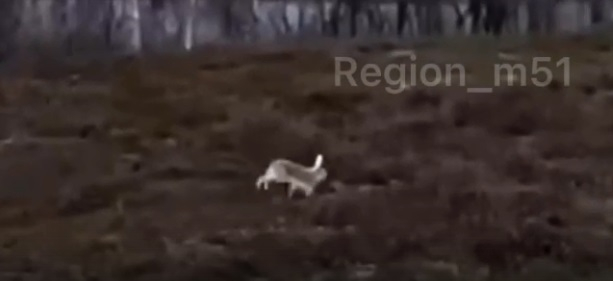 Дикие животные вышли к людям в Мурманской области Заяц