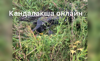 В Мурманской области в ДТП погиб мотоциклист ДТП