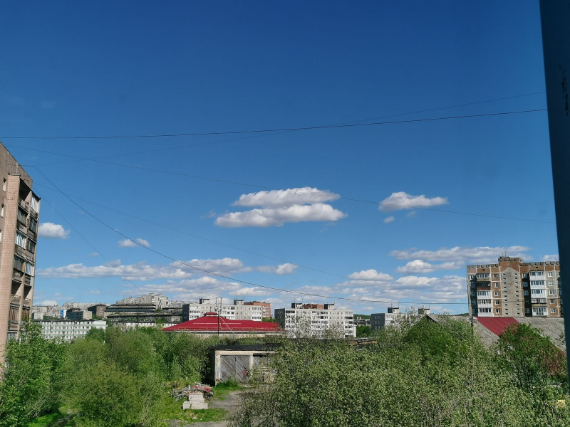 Полиция начала проверку после убийства собаки в подъезде в Мурманске Мурманск