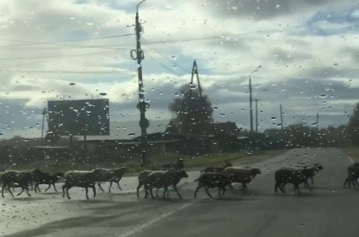 Овечки заполонили дорогу в Мурманской области Овечки