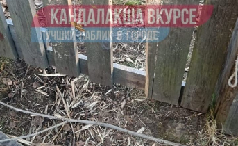 Неизвестный зверь Забор