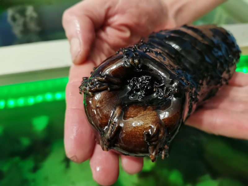 Туристы шокированы живой едой в Мурманске Морской огурец