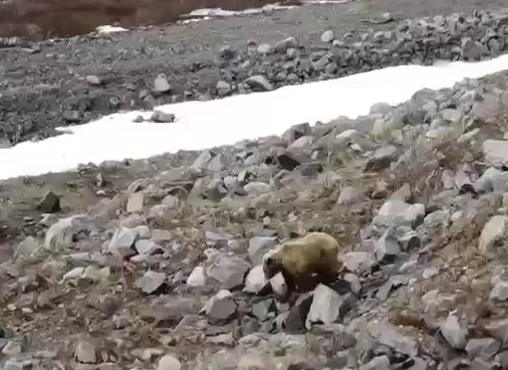 Медведь