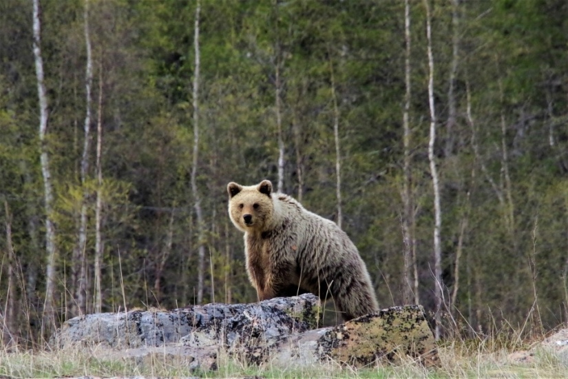 Медведь