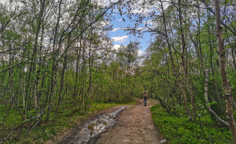Лес