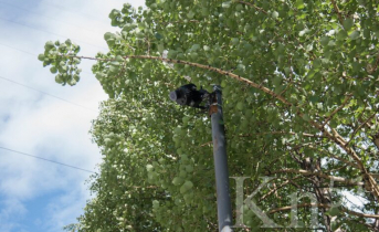 Установку проекционного пешеходного перехода в Мончегорске инициировали сотрудники КГМК Установку проекционного пешеходного перехода в Мончегорске инициировали сотрудники КГМК