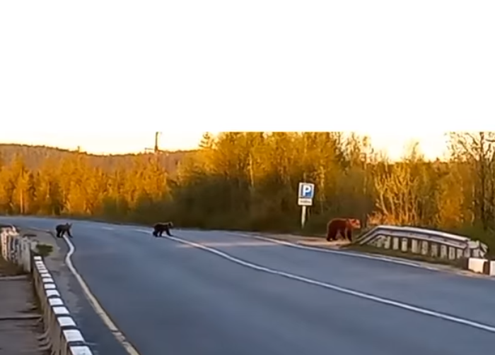 Медведи