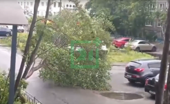 Сильный ветер атаковал Мурманск. В городе рушатся деревья Мурманск