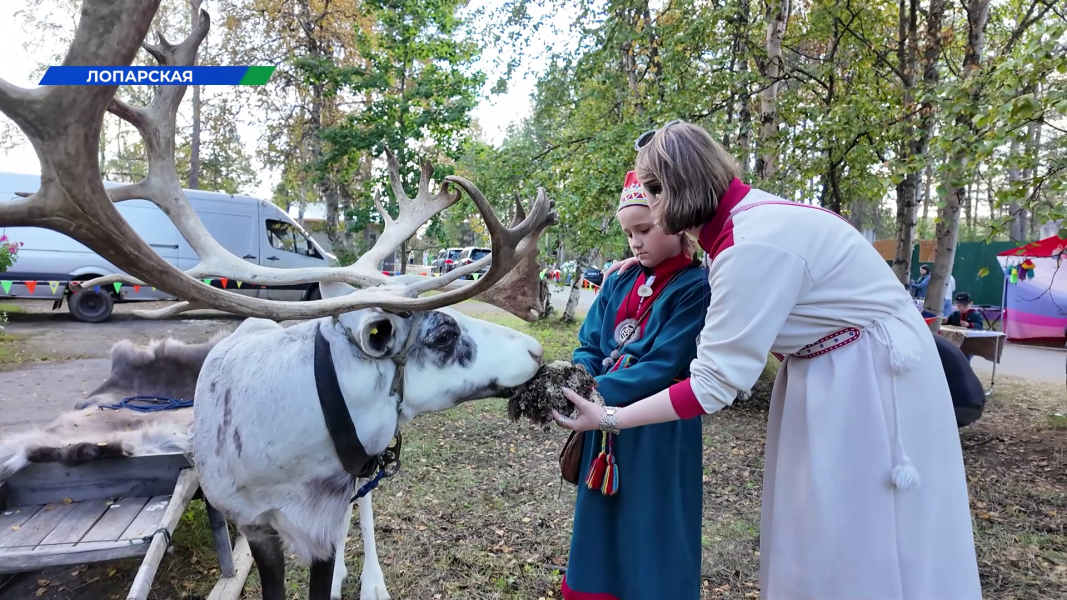 Олень