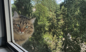 Кошка