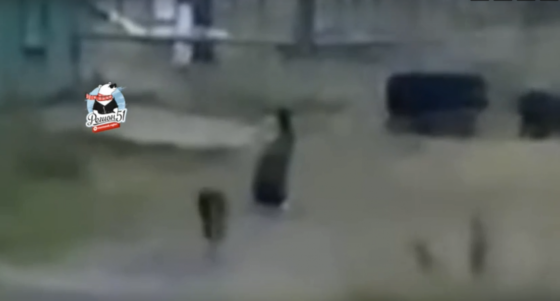 Бегающие по Мурманску огромные зайцы попали на видео Зайцы